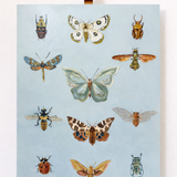 Order & Wonder (30x40 Canvas)