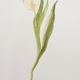 Print Botanical Collection No. 3