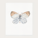 Print Insect Collection No. 7